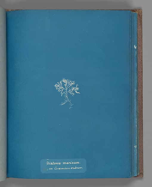 Анна Аткинс. Ботанический лист «Diatoma marinum on Ceramium rubrum», около 1853 года.