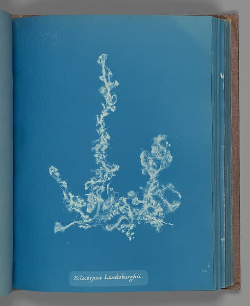 Анна Аткинс. Ботанический лист «Ectocarpus Landsburghii»