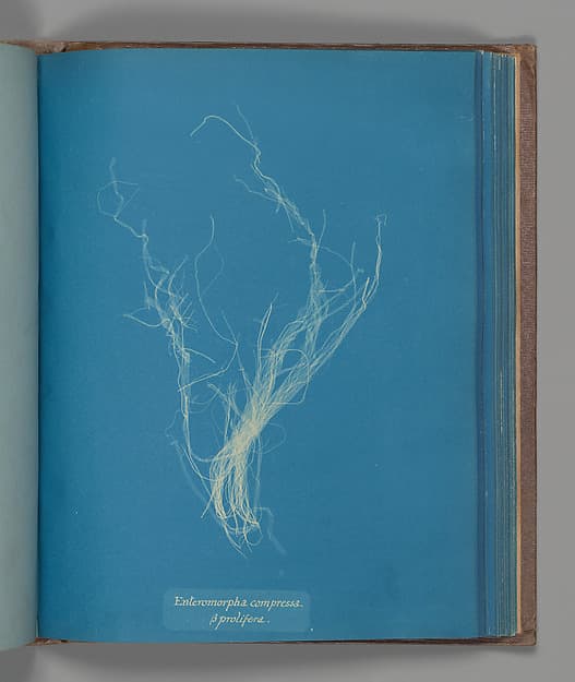 Анна Аткинс. Ботанический лист «Enteromorphia compressa, ß prolifera», около 1853 года.