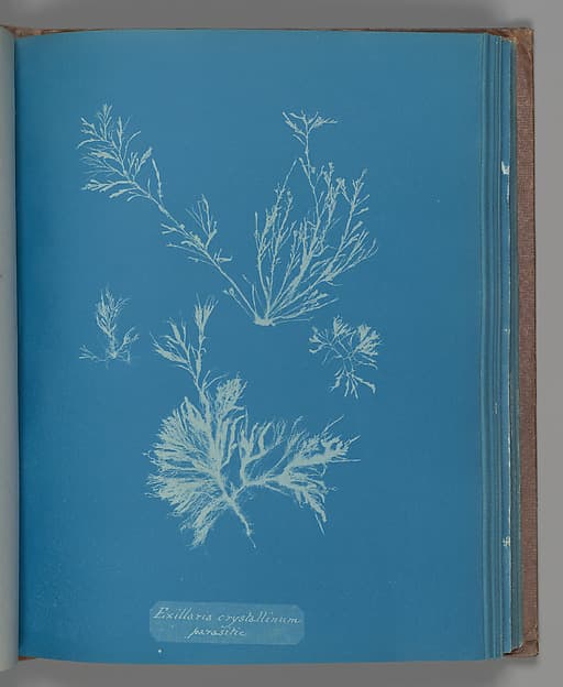 Анна Аткинс. Ботанический лист «Exillaria crystallinum parasitic», около 1853 года.