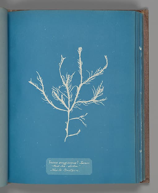 Анна Аткинс. Ботанический лист «Fucus æruginosus Turner. "Med. Sea Sisbon" New to Britain.», около 1853 года.