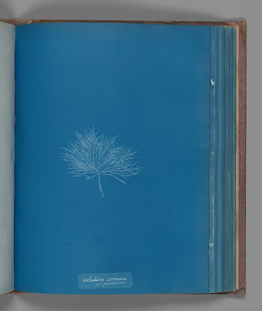 Анна Аткинс. Ботанический лист «Gelidium corneum, var. pulchellum», около 1853 года.