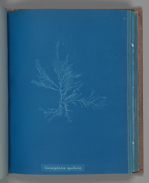 Анна Аткинс. Ботанический лист «Gloisiphonia capillaris», около 1853 года.