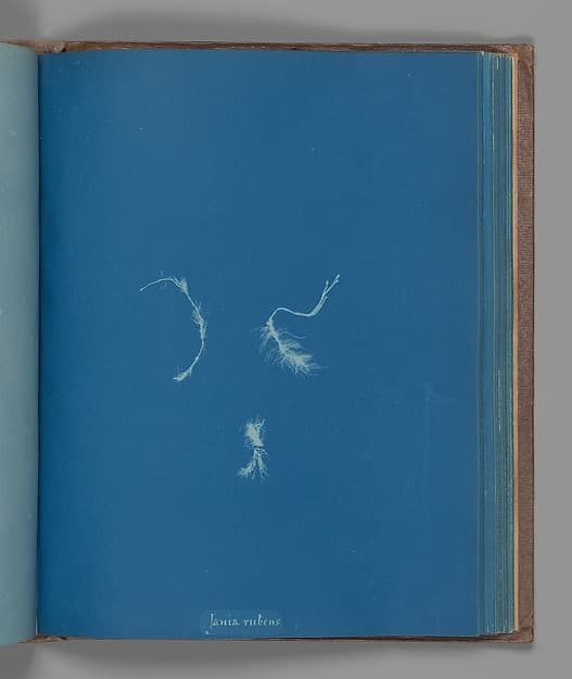 Анна Аткинс. Ботанический лист «Jania rubens», около 1853 года.