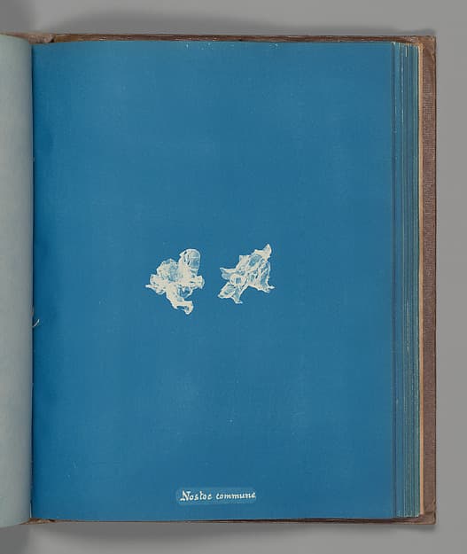 Анна Аткинс. Ботанический лист «Nostoe commune», около 1853 года.