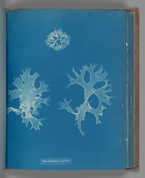 Анна Аткинс. Ботанический лист «Rhodomenia bifida», около 1853 года.