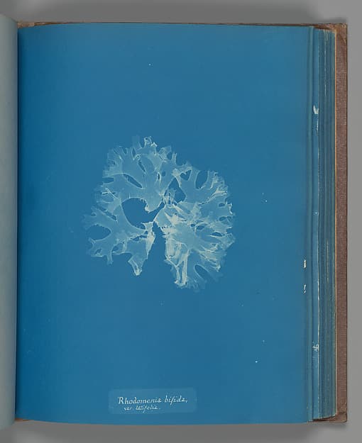 Анна Аткинс. Ботанический лист «Rhodomenia bifida, var. latifolia», около 1853 года.