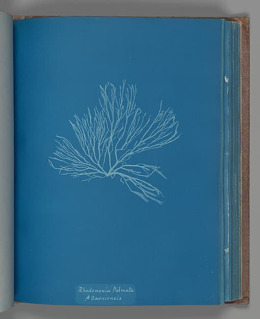 Анна Аткинс. Ботанический лист «Rhodomenia Palmata ß Sarniensis», около 1853 года.