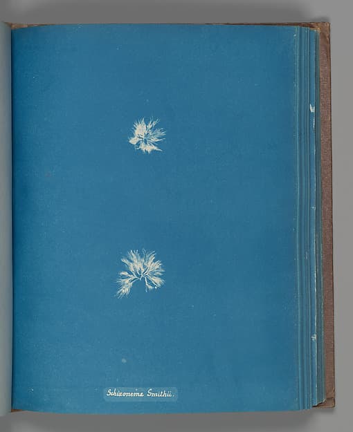 Анна Аткинс. Ботанический лист «Schizonema Smithii», около 1853 года.