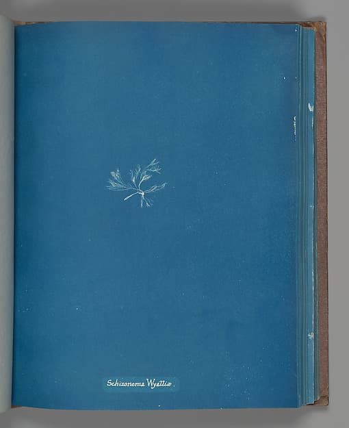Анна Аткинс. Ботанический лист «Schizonema Wyattiæ», около 1853 года.