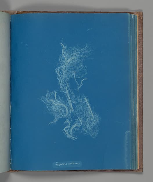 Анна Аткинс. Ботанический лист «Zygnema nitidum»