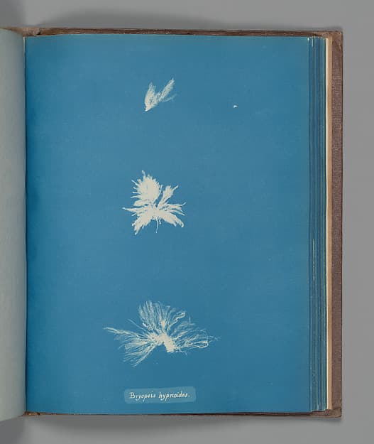 Анна Аткинс. Ботанический лист «Bryopsis hypnoides», около 1853 года.