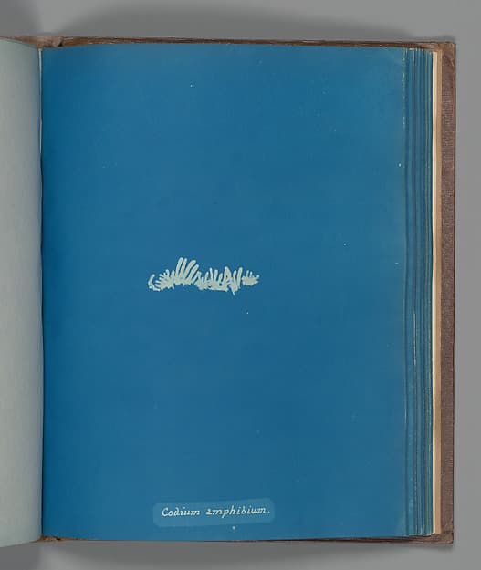Анна Аткинс. Ботанический лист «Codium amphibium», около 1853 года.