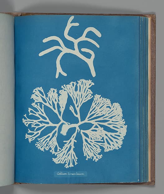 Анна Аткинс. Ботанический лист «Codium tomentosum»