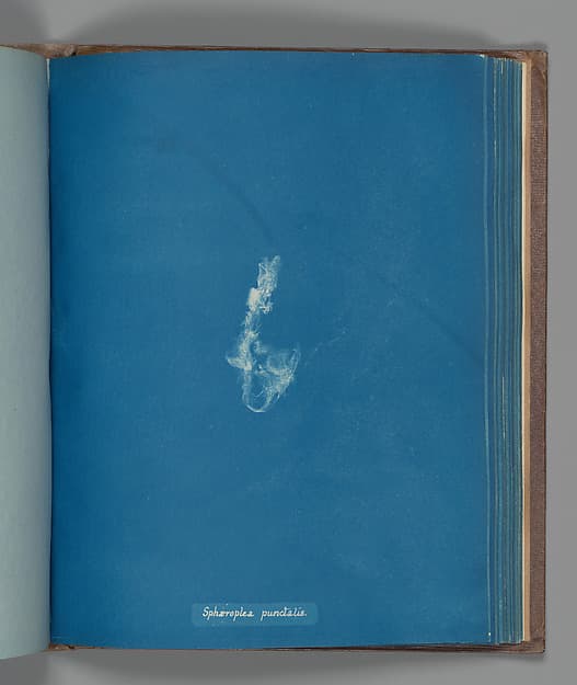 Анна Аткинс. Ботанический лист «Sphæroplea punctalis», около 1853 года.