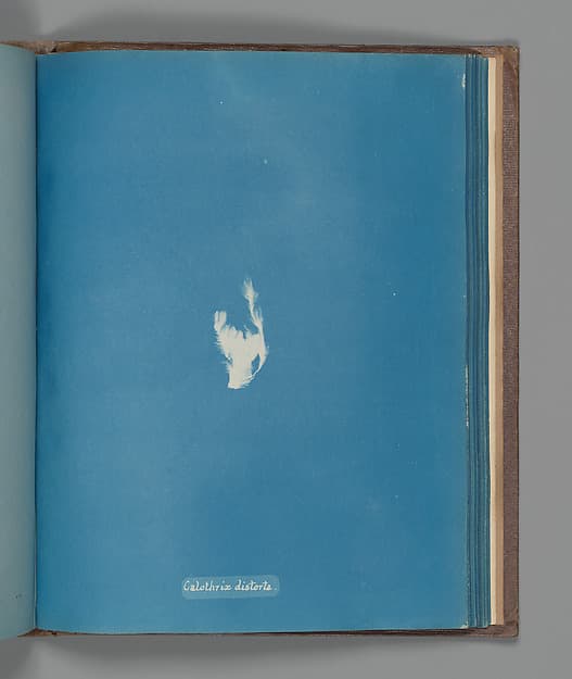 Анна Аткинс. Ботанический лист «Calothrix distorta», около 1853 года.