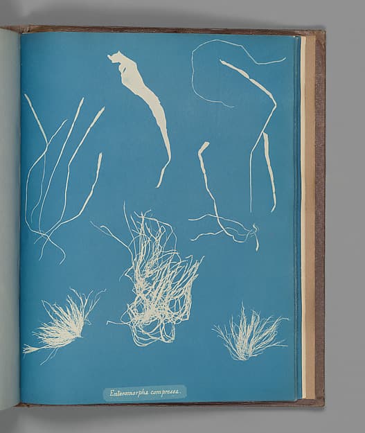 Анна Аткинс. Ботанический лист «Enteromorpha compressa», около 1853 года.