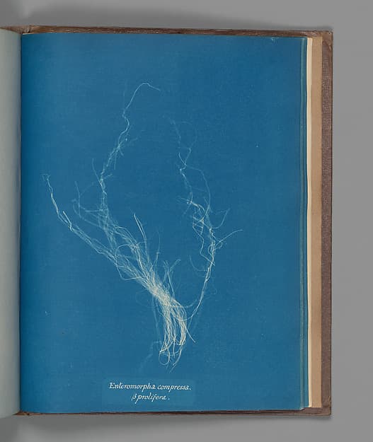 Анна Аткинс. Ботанический лист «Enteromorpha compressa, ß prolifera»