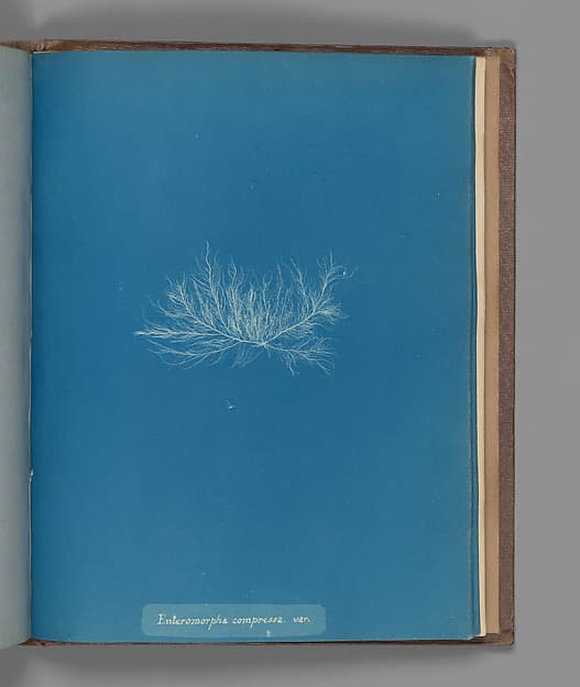 Анна Аткинс. Ботанический лист «Enteromorpha compressa, var.»