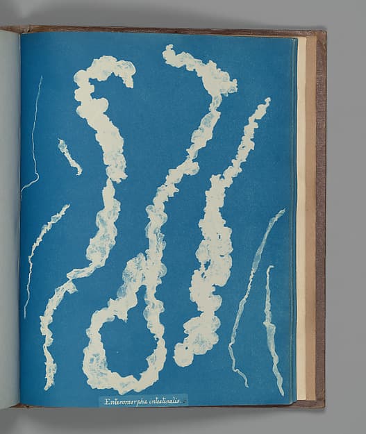 Анна Аткинс. Ботанический лист «Enteromorpha intestinalis ß»