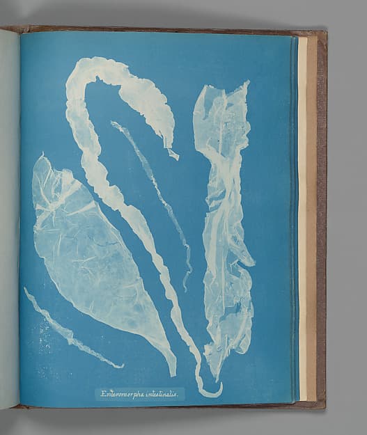 Анна Аткинс. Ботанический лист «Enteromorpha intestinalis»