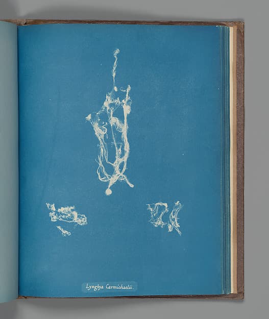 Анна Аткинс. Ботанический лист «Lyngbya Carmichælii», около 1853 года.