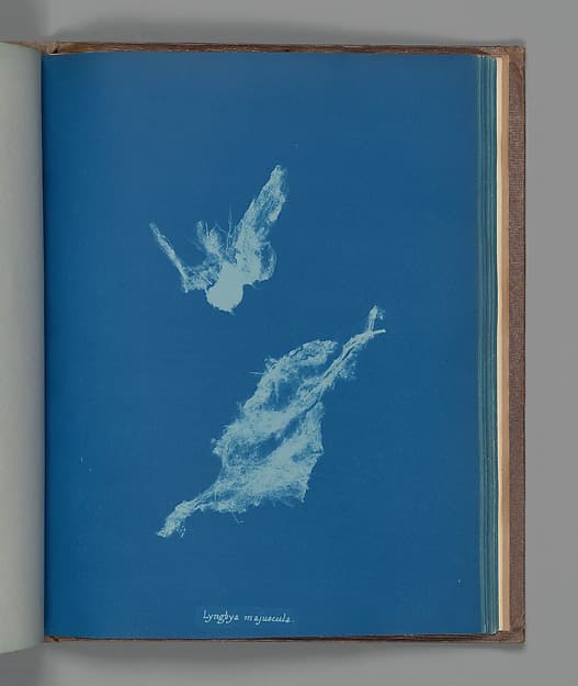 Анна Аткинс. Ботанический лист «Lyngbya majuscula», около 1853 года.