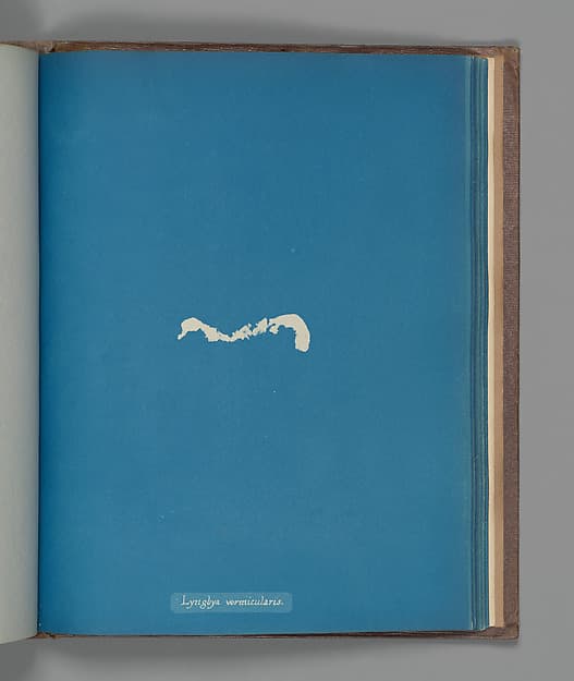 Анна Аткинс. Ботанический лист «Lyngbya vermicularis», около 1853 года.