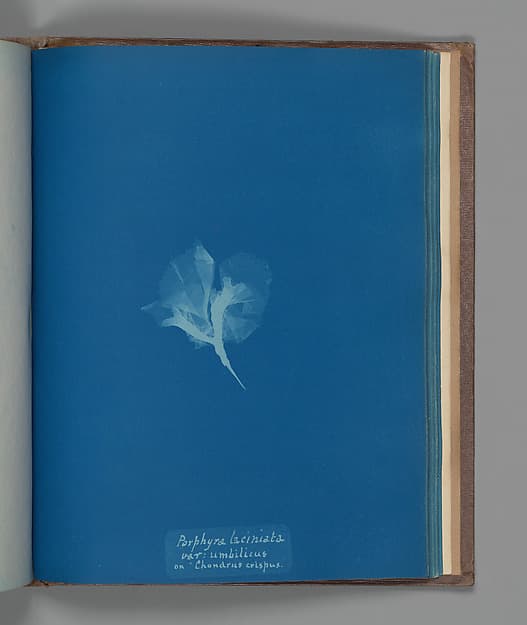 Анна Аткинс. Ботанический лист «Porphyra laciniata, var: umbilicus on "Chondrus crispus"», около 1853 года.
