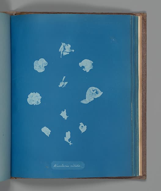 Анна Аткинс. Ботанический лист «Rivularia nitida», около 1853 года.
