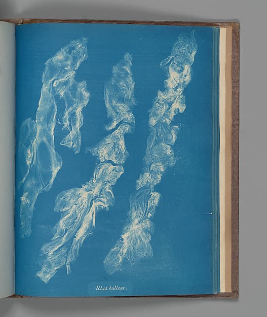 Анна Аткинс. Ботанический лист «Ulva bullosa», около 1853 года.