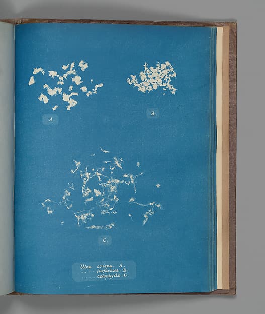 Анна Аткинс. Ботанический лист «Ulva crispa, A. Ulva furfuracea, B. Ulva calophylla, C.», около 1853 года.