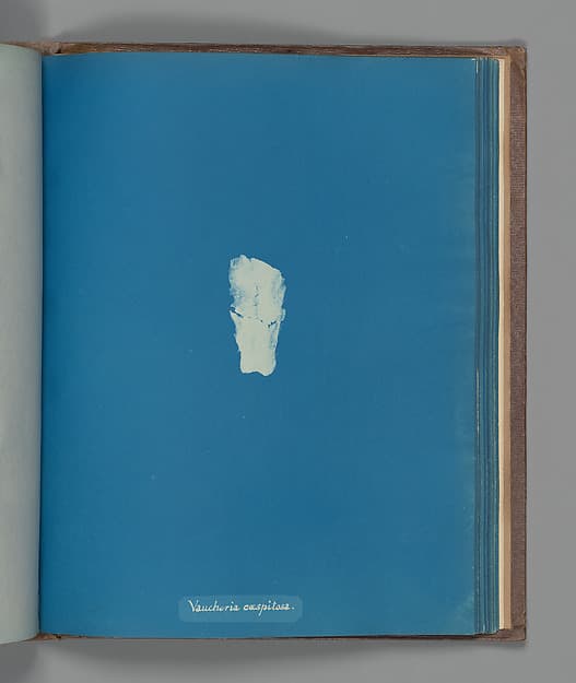 Анна Аткинс. Ботанический лист «Vaucheria cæspitosa», около 1853 года.