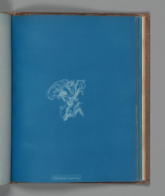 Анна Аткинс. Ботанический лист «Vaucheria racemosa», около 1853 года.