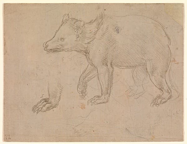 Леонардо да Винчи. Графический лист «A Bear Walking»